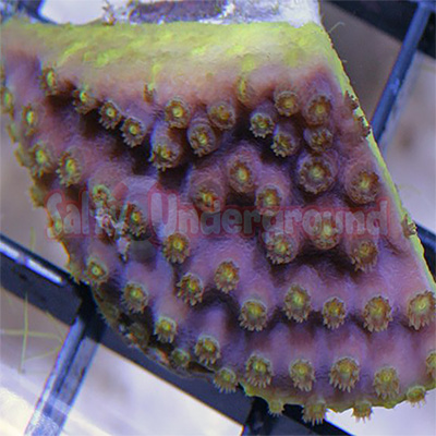 This yellow polyp Pagoda Cup Coral, Turbinaria peltata, does not have an obvious cup shape, as it is only a fragment.
